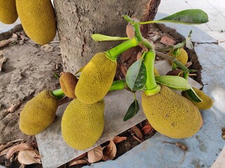 Jack fruits hanging on the tree