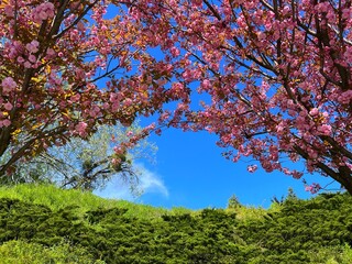 Blossoming sakura trees in the park