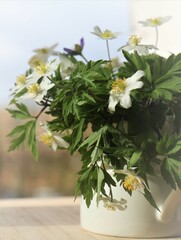 Hepática and wild wood anemones they are in a small white jug. Forest primroses.