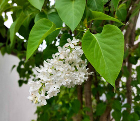 A white lilac flower close-up on a background of green leaves.