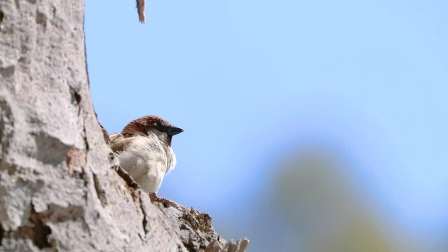 Gorri&oacute;n com&uacute;n cantando y piando en el tronco de un &aacute;rbol , con sonido ambiente (Passer domesticus)