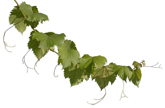 Feuilles de vigne	