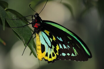 butterfly on leaf