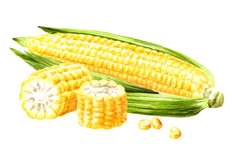 Fresh sweetcorn cob. Hand drawn watercolor illustration isolated on white background