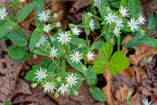 Star chickweed plant closeup