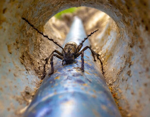 a pest insect in a dirty pipe