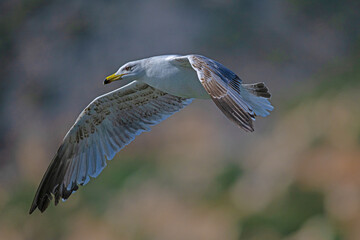 Seagull flying over the lake. Yellow-legged Gull, Larus michahellis.