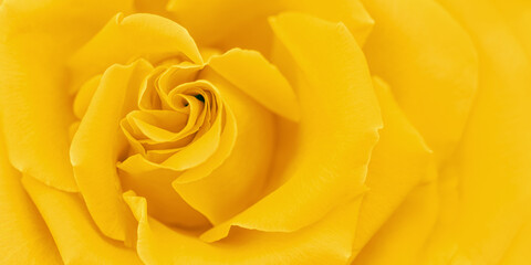 Closeup yellow rose flower with petals macro texture, above view beauty nature banner, Natural...