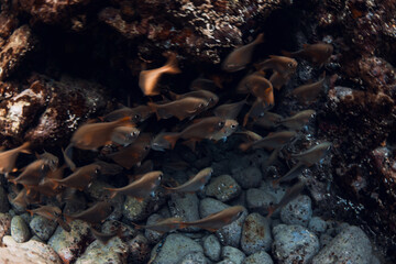 Underwater cave with school of fish in tropical ocean