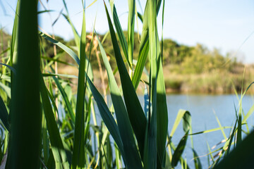 Delta del Llobregat in Barcelona, Spain, on a sunny day, blue sky, green grass, field, plants and...