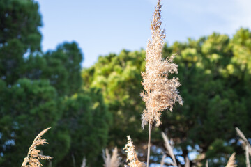 Delta del Llobregat in Barcelona, Spain, on a sunny day, blue sky, green grass, field, plants and birds,vegetation around the delta,earth day