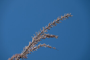 Blue sky background and branch of tamarisk plant of Tamaricaceae family.