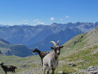 Herd of mountain goats with scenic view of mountain ranges of Chambeyron Massif near rifugio della...