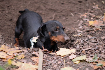 A dachshund dog digs holes in the forest