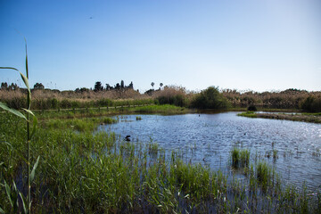 Delta del Llobregat in Barcelona, Spain, on a sunny day, blue sky, green grass, field, plants and...