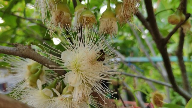 Seekor lebah yang bertengger di atas bunga jambu air sedang menghisap nektar