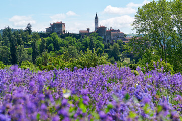 Lavender field in bloom near with the Sale San Giovanni village on the background, Langhe region,...