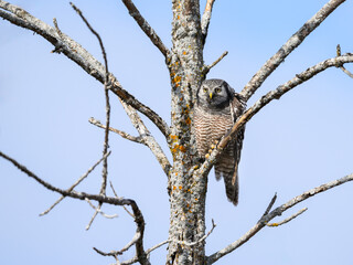 Northern Hawk Owl on tree branch against blue sky