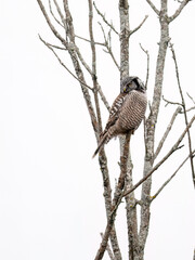 Northern Hawk Owl on tree branch against white sky