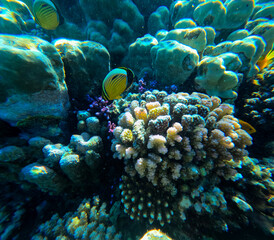 Underwater view of a tropical coral reef with fish and marine life