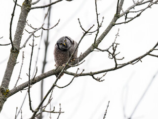 Northern Hawk Owl on tree branch against white sky