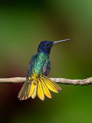 Obraz premium Golden-tailed Sapphire Hummingbird