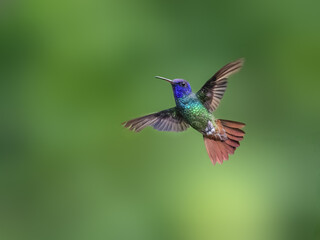 Obraz premium Golden-tailed Sapphire Hummingbird in flight on green background