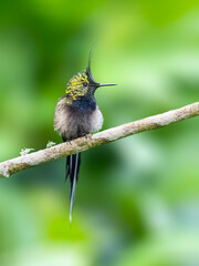 Fototapeta premium Wire-crested Thorntail on stick against green background