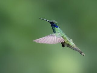 Fototapeta premium Sparkling Violetear Hummingbird in flight on green background