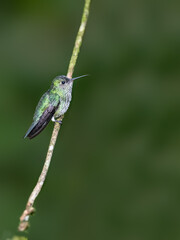 Obraz premium Many-spotted Hummingbird on tree branch against green background