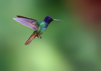 Fototapeta premium Golden-tailed Sapphire Hummingbird in flight on green background