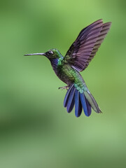 Obraz premium Napo Sabrewing Hummingbird in flight on green background