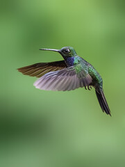 Fototapeta premium Napo Sabrewing Hummingbird in flight on green background