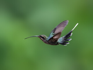 Naklejka premium Green Hermit Hummingbird in flight on green background