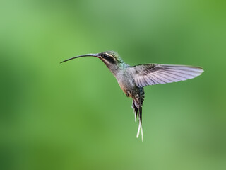 Fototapeta premium Green Hermit Hummingbird in flight on green background