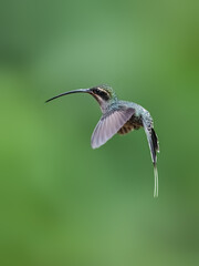 Obraz premium Green Hermit Hummingbird in flight on green background