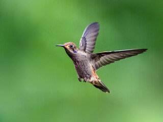 Obraz premium Brown Violetear Hummingbird in flight on green background