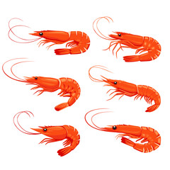 Shrimp icon. Boiled Prawn in shell on a white background. Realistic vector illustration