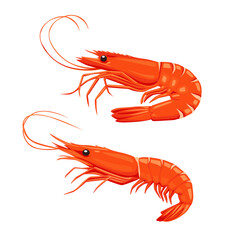 Shrimp icon. Boiled Prawn in shell on a white background. Realistic vector illustration