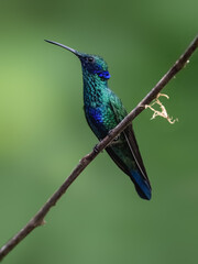Fototapeta premium Sparkling Violetear Hummingbird on mossy branch on green background