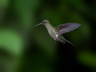 Fototapeta premium Many-spotted Hummingbird in flight on green background
