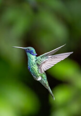 Sparkling Violetear Hummingbird in flight on green background