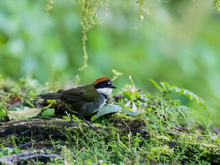 Chestnut-capped Brush Finch foraging on the ground