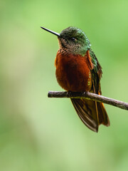 Chestnut-breasted Coronet Hummingbird on branch against  green background
