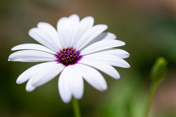 Obraz premium Marguerite d'Afrique