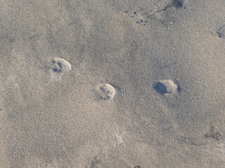 The sandy beach with washed-out horse hoof prints in Prora offers a serene and beautiful photo motif, perfect for use as texture or background.