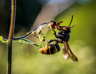 wasp on a flower