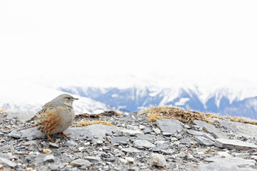 Alpine accentor (Prunella collaris) photographed with wide angle lens.