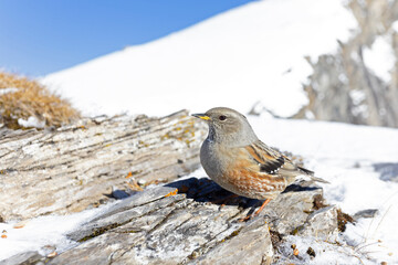 Alpine accentor (Prunella collaris) photographed with wide angle lens.