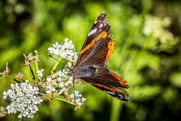 butterfly on a flower